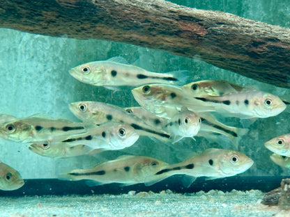 Blauer Kammbuntbarsch Cichla piquiti azul