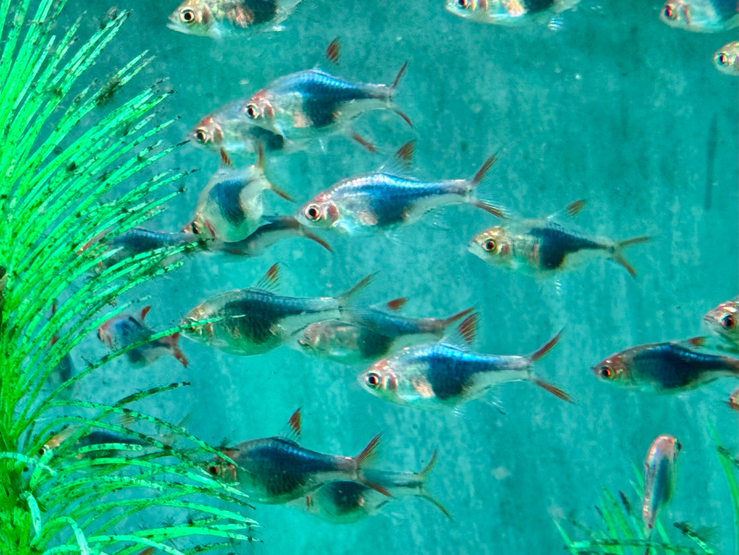 Blauer Keilfleckbärbling Trigonostigma heteromorpha