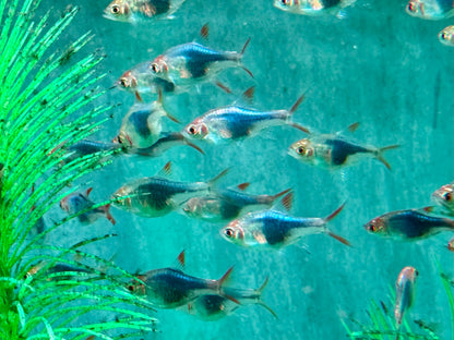 Blauer Keilfleckbärbling Trigonostigma heteromorpha