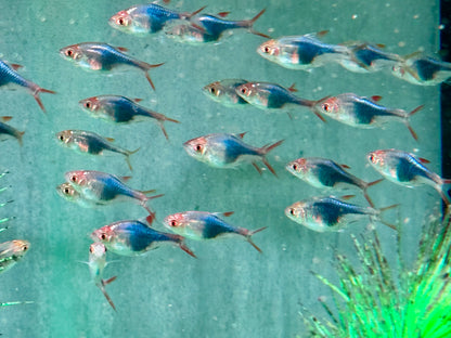 Blauer Keilfleckbärbling Trigonostigma heteromorpha