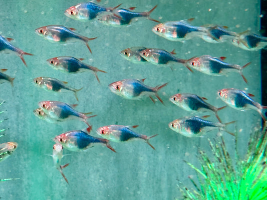 Blauer Keilfleckbärbling Trigonostigma heteromorpha