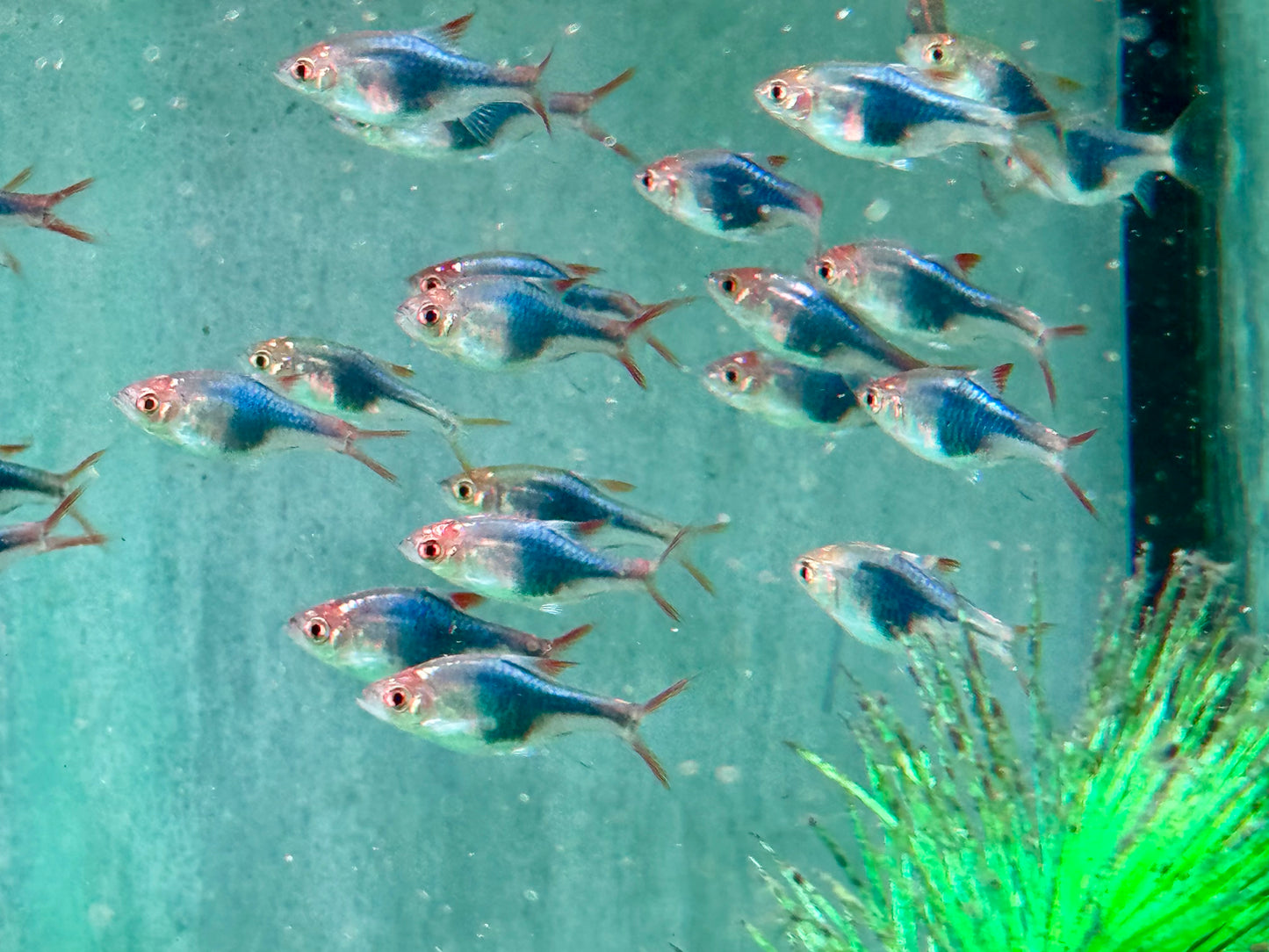 Blauer Keilfleckbärbling Trigonostigma heteromorpha