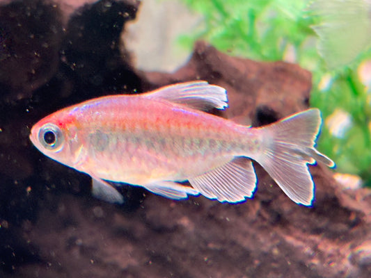 Blauer Kongosalmler Männchen Phenacogrammus interruptus