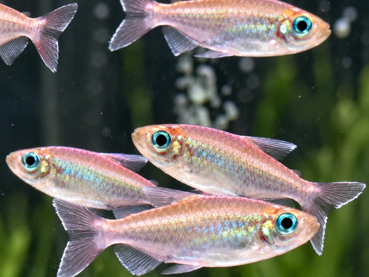 Blauer Kongosalmler Phenacogrammus interruptus