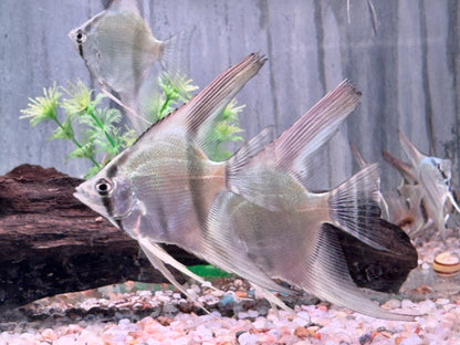 Blauer Natur Skalar Pterophyllum scalare