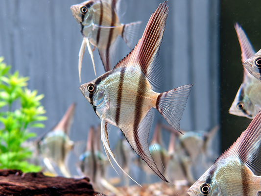 Blauer Natur Skalar Pterophyllum scalare