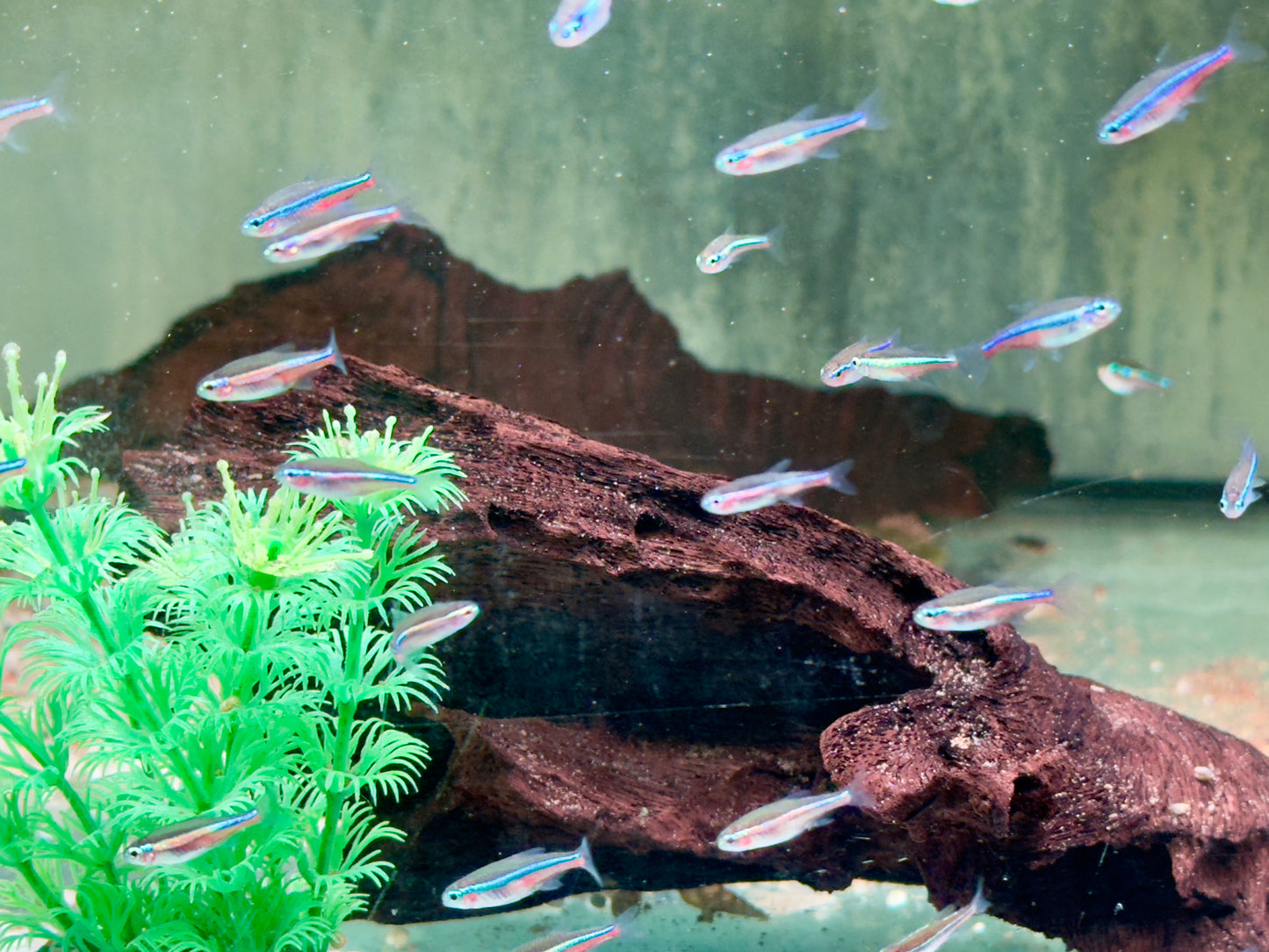 Blauer Neon Neonsalmler Paracheirodon simulans