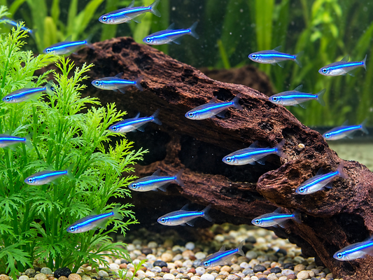 Blauer Neon Neonsalmler Paracheirodon simulans