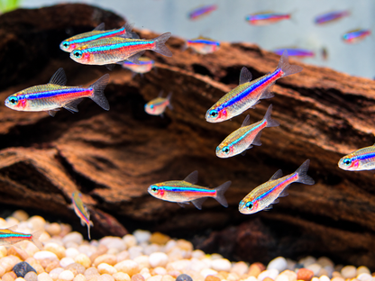 Blauer Neon Neonsalmler Paracheirodon simulans