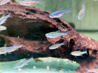 Blauer Neon Neonsalmler Paracheirodon simulans