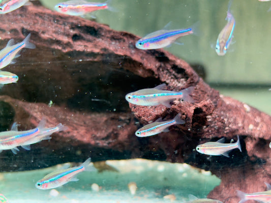 Blauer Neon Neonsalmler Paracheirodon simulans
