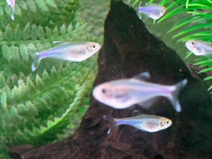 Blauer Perusalmler Knodus borki Boehlkea fredcochui