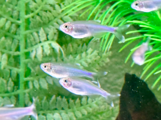 Blauer Perusalmler Knodus borki Boehlkea fredcochui