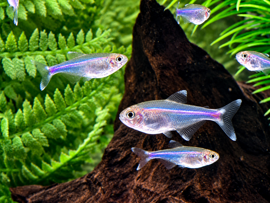 Blauer Perusalmler Knodus borki Boehlkea fredcochui