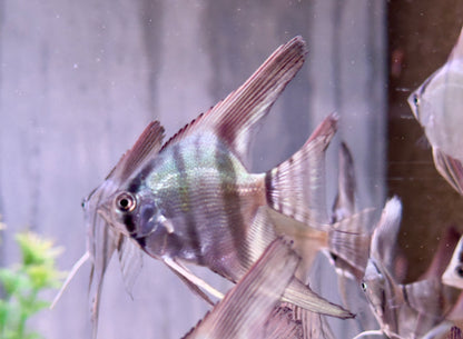 Blauer Natur Skalar Pterophyllum scalare