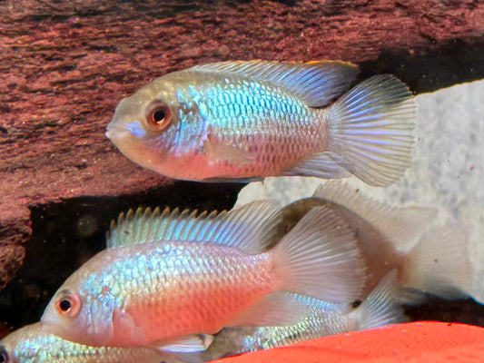 Blaupunktbuntbarsch Neonblau Aequidens Andinoacara pulcher