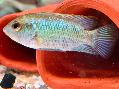 Blaupunktbuntbarsch Neonblau Aequidens Andinoacara pulcher