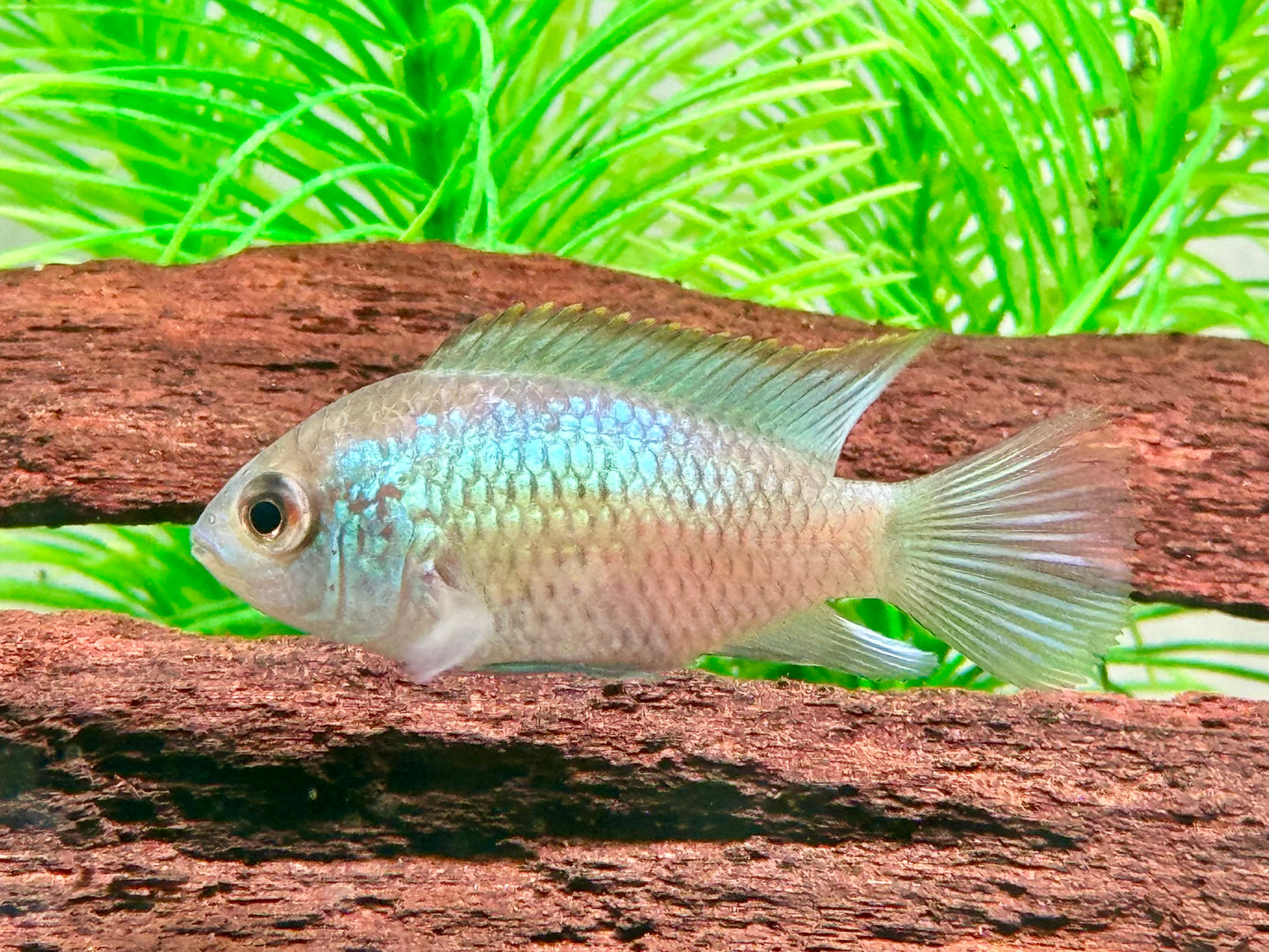 Blaupunktbuntbarsch Neonblau Aequidens Andinoacara pulcher