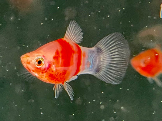 Bleeding Heart Mickey Mouse Platy Xiphophorus maculatus