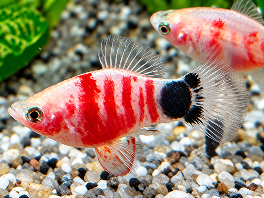 Bleeding Heart Mickey Mouse Platy Xiphophorus maculatus