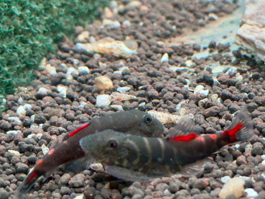 Bloody Mary Flossensauger Gastromyzon sp.