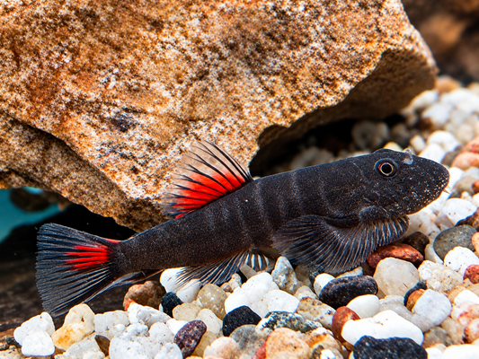 Bloody Mary Flossensauger Gastromyzon sp.