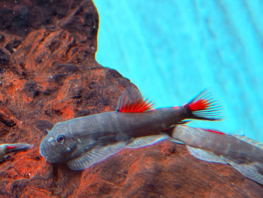 Bloody Mary Flossensauger Gastromyzon sp.