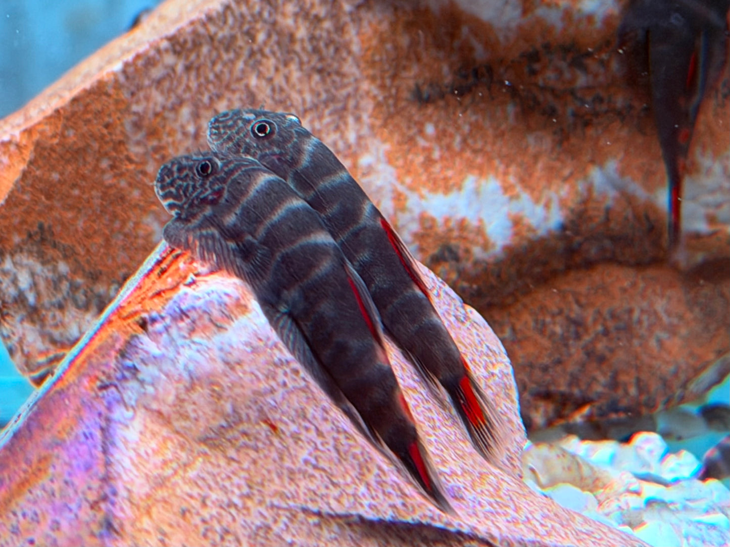 Bloody Mary Flossensauger Gastromyzon sp.