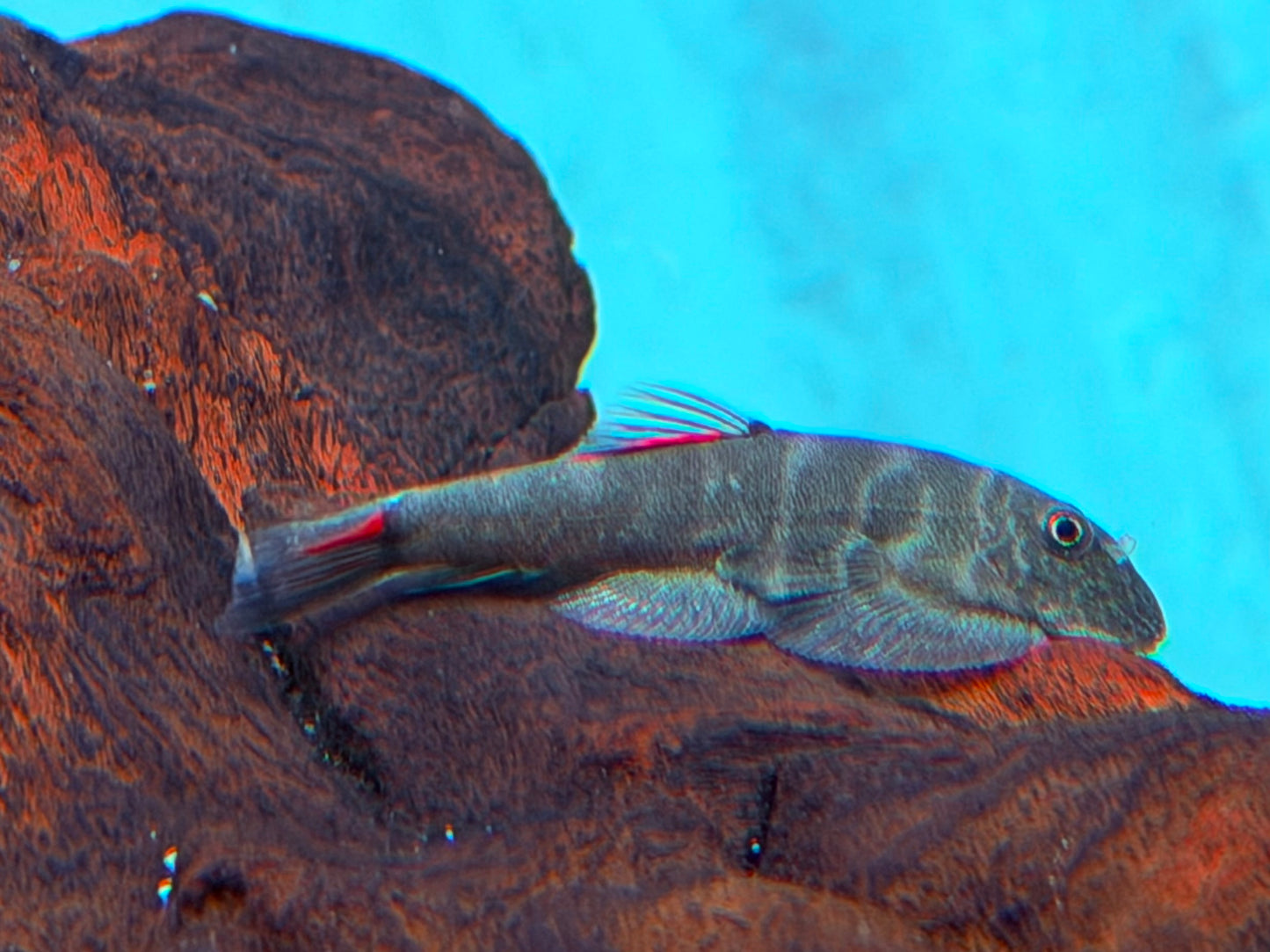 Bloody Mary Flossensauger Gastromyzon sp.