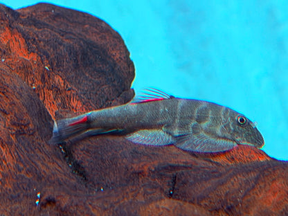Bloody Mary Flossensauger Gastromyzon sp.