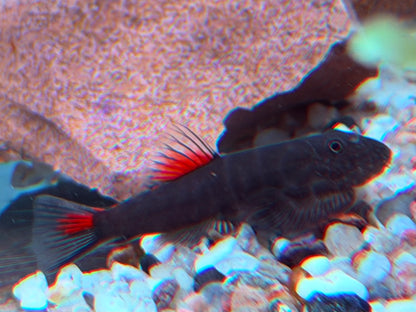 Bloody Mary Flossensauger Gastromyzon sp.