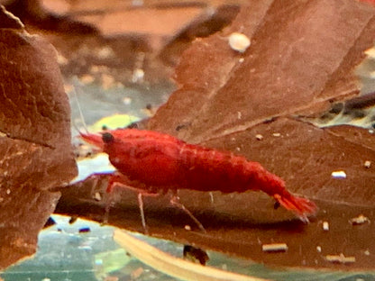 Bloody Mary Garnele Neocaridina davidi
