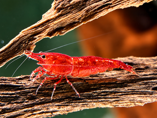Bloody Mary Garnele Neocaridina davidi