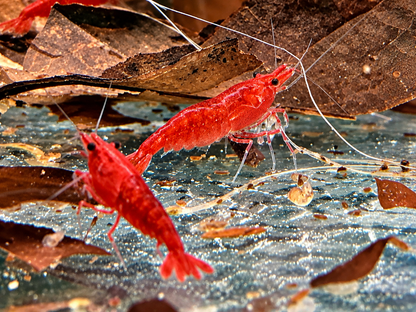Bloody Mary Garnele Neocaridina davidi