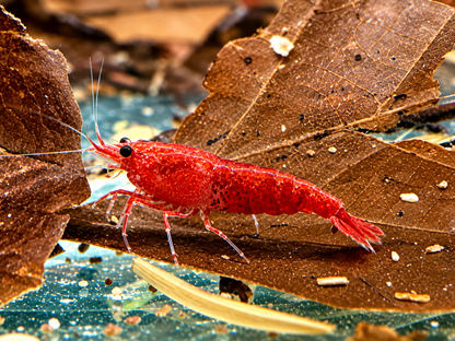 Bloody Mary Garnele Neocaridina davidi