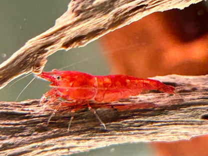 Bloody Mary Garnele Neocaridina davidi