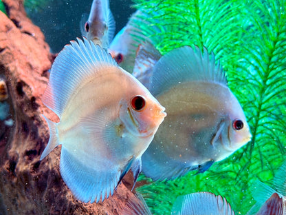Blue Diamond Diskus Symphysodon aequifasciatus Nachzuchten 7-9 cm