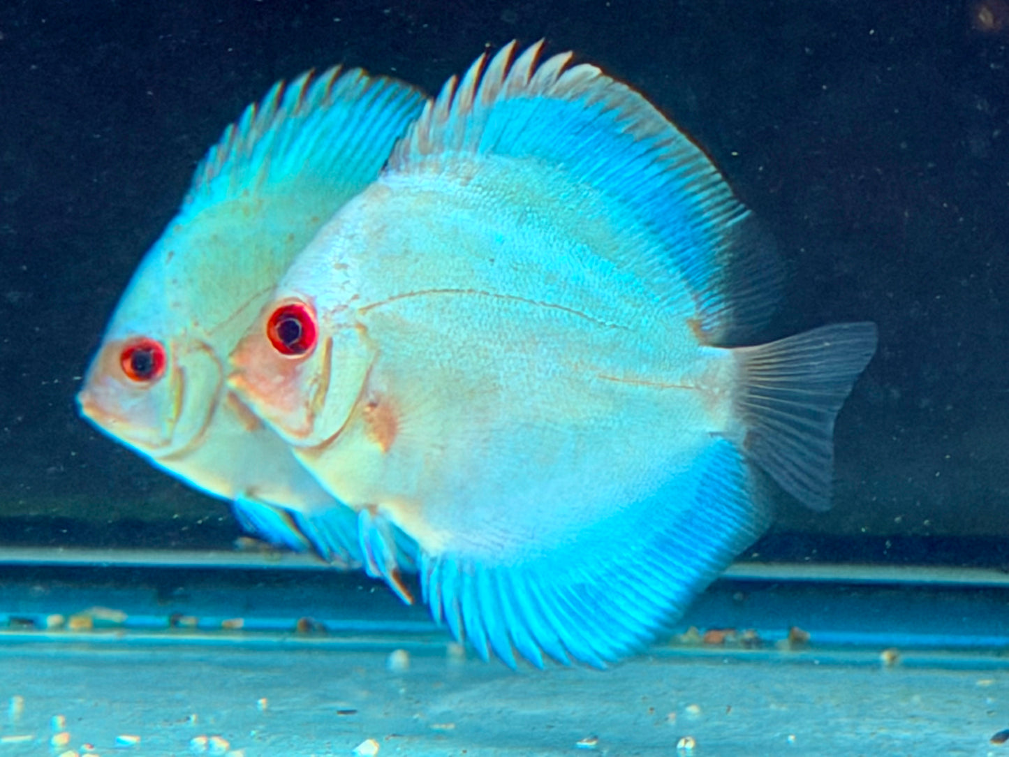 Blue Diamond Diskus Symphysodon aequifasciatus Nachzuchten 7-9 cm