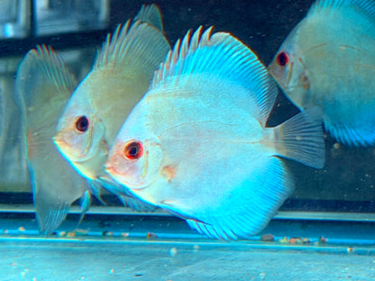 Blue Diamond Diskus Symphysodon aequifasciatus Nachzuchten 7-9 cm