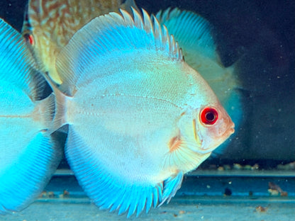 Blue Diamond Diskus Symphysodon aequifasciatus Nachzuchten 7-9 cm