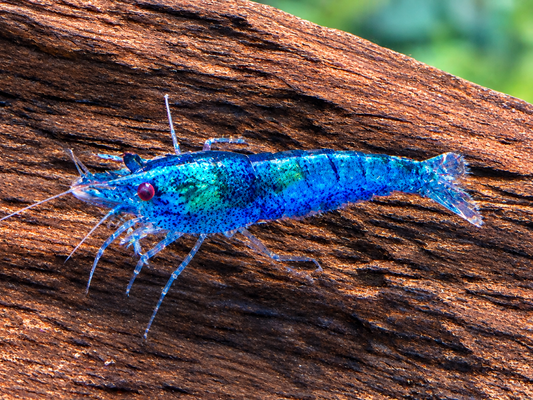 Blue Diamond Garnele Blaue Zwerggarnele Neocaridina davidi