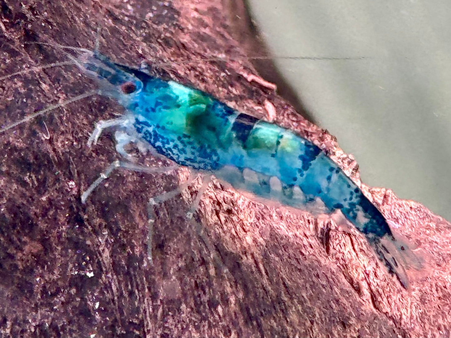 Blue Diamond Garnele Blaue Zwerggarnele Neocaridina davidi