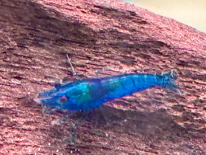 Blue Diamond Garnele Blaue Zwerggarnele Neocaridina davidi