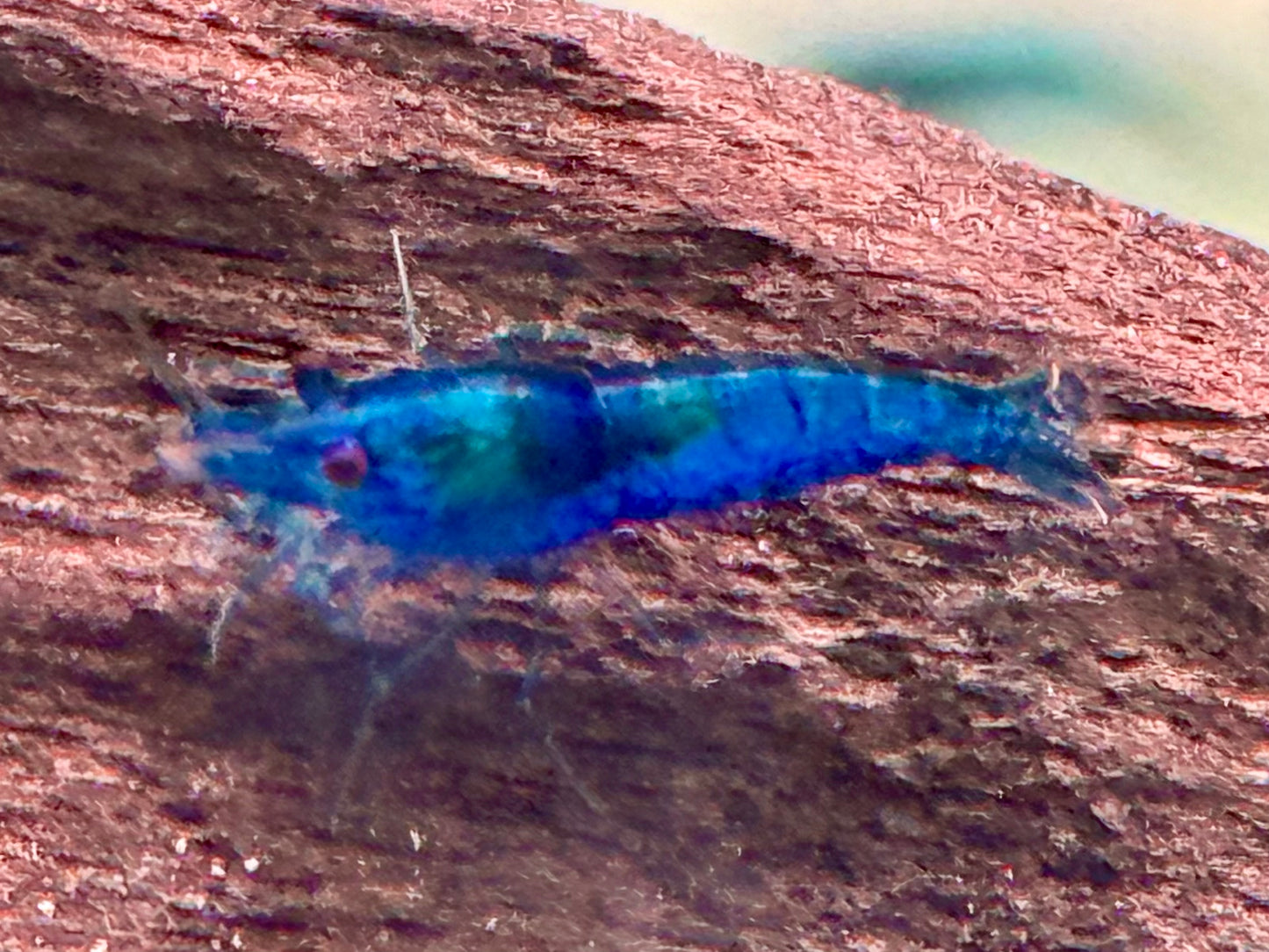Blue Diamond Garnele Blaue Zwerggarnele Neocaridina davidi