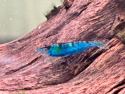 Blue Diamond Garnele Blaue Zwerggarnele Neocaridina davidi