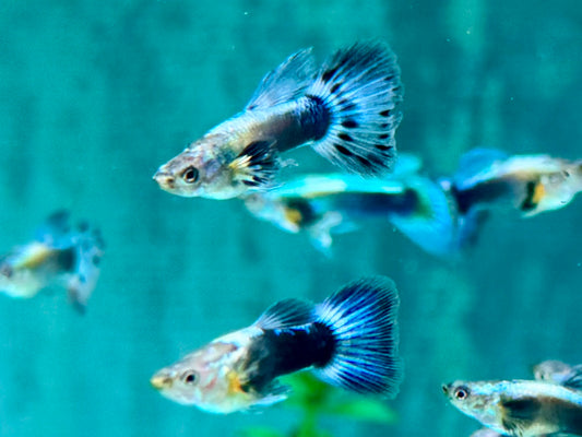 Blue Dumbo Guppy Poecilia reticulata Männchen