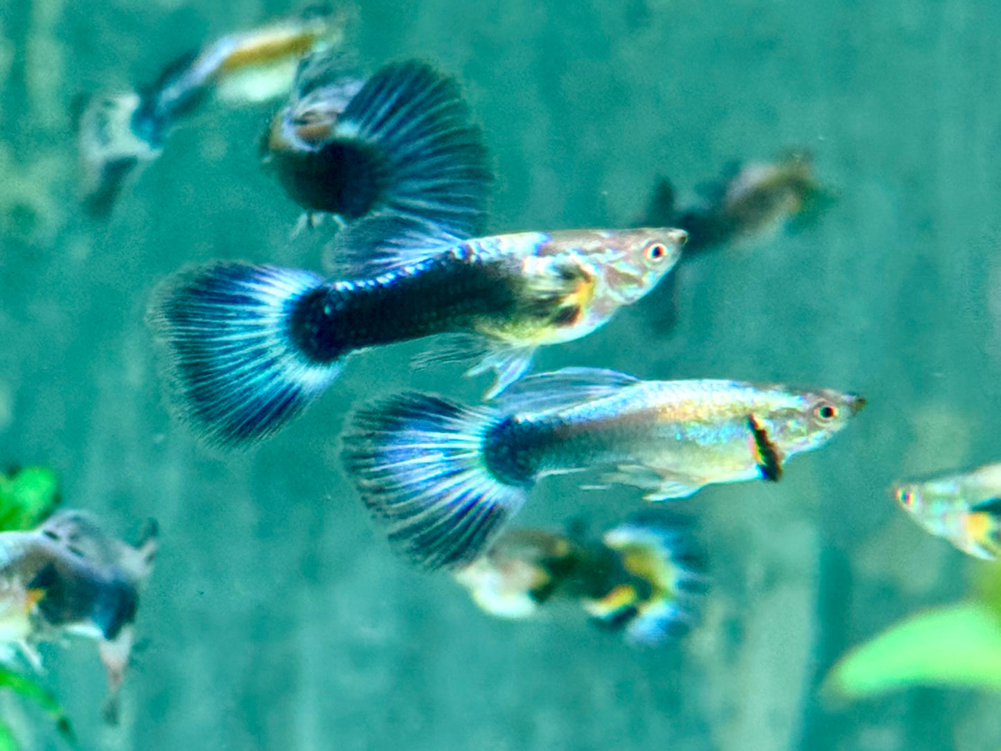 Blue Dumbo Guppy Poecilia reticulata Männchen