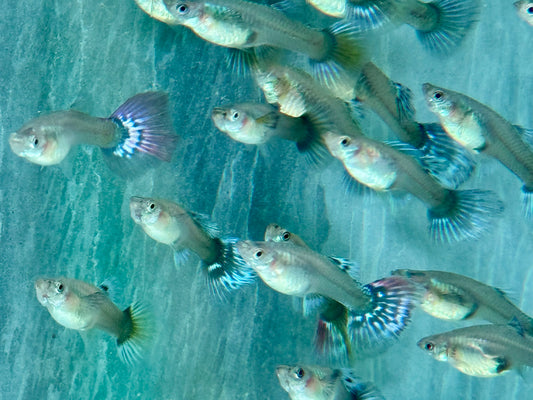 Blue Dumbo Guppy Poecilia reticulata Weibchen