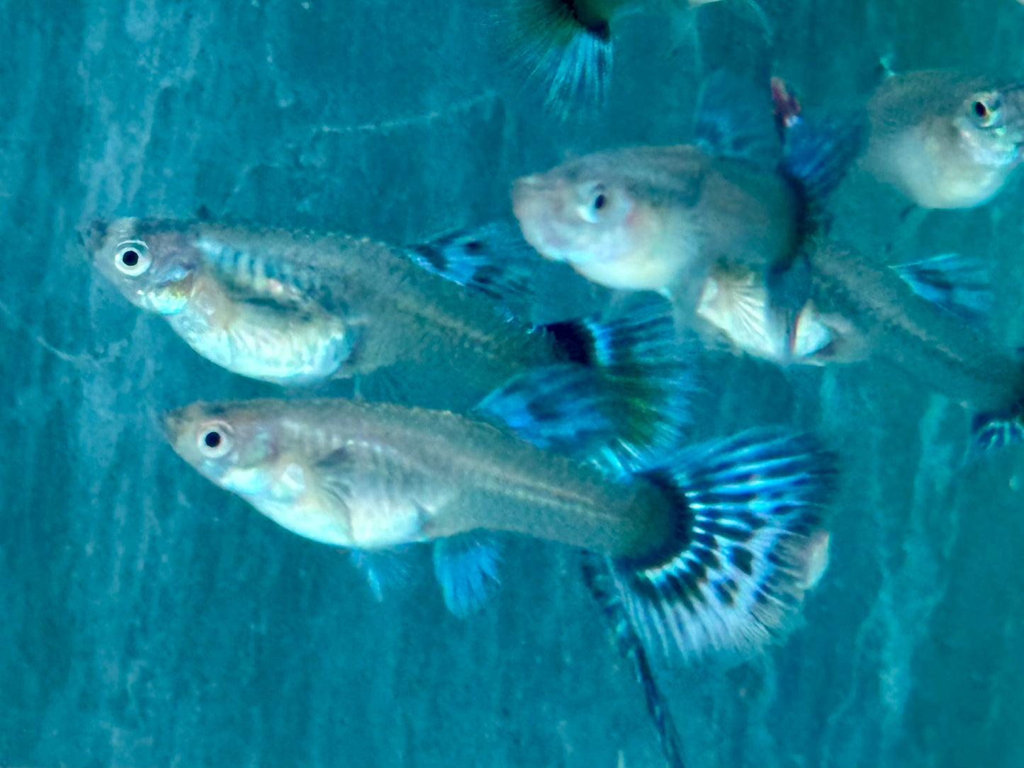 Blue Dumbo Guppy Poecilia reticulata Weibchen