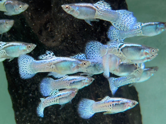 Blue Grass pruple Guppy Poecilia reticulata Männchen